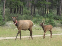 Elk with radio collar